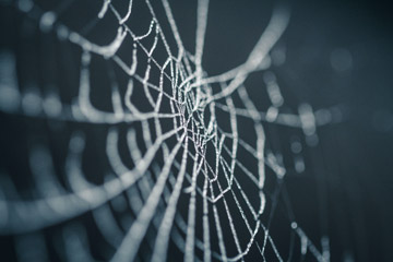 Spider Silk Is Stronger Than Steel. It Also Assembles Itself