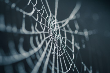 Spider Silk Stronger than Steel — Edmonton & Area Land Trust