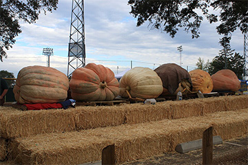 National Giant Pumpkin Championship