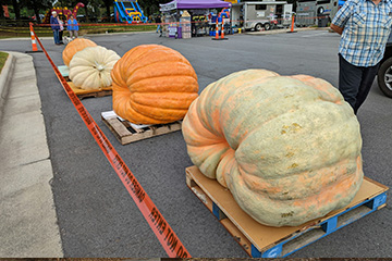 Giant Pumpkins On Display