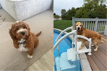Dogs Duke and Cooper